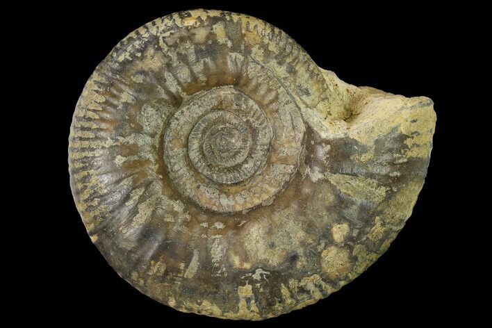 Bathonian Ammonite (Procerites) Fossil - France #152762